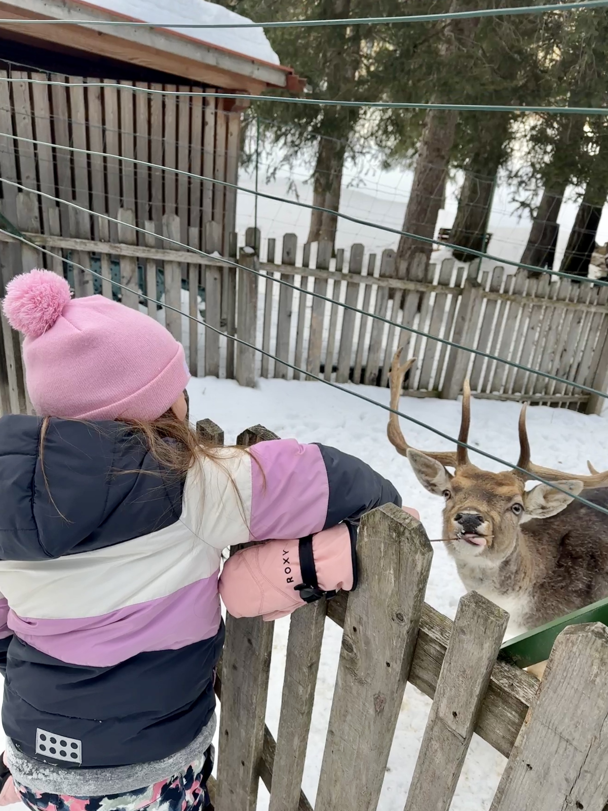 Anterselva staadioni juures nägi Tuuli Tomingas tiim kitsi_Tuuli blogi