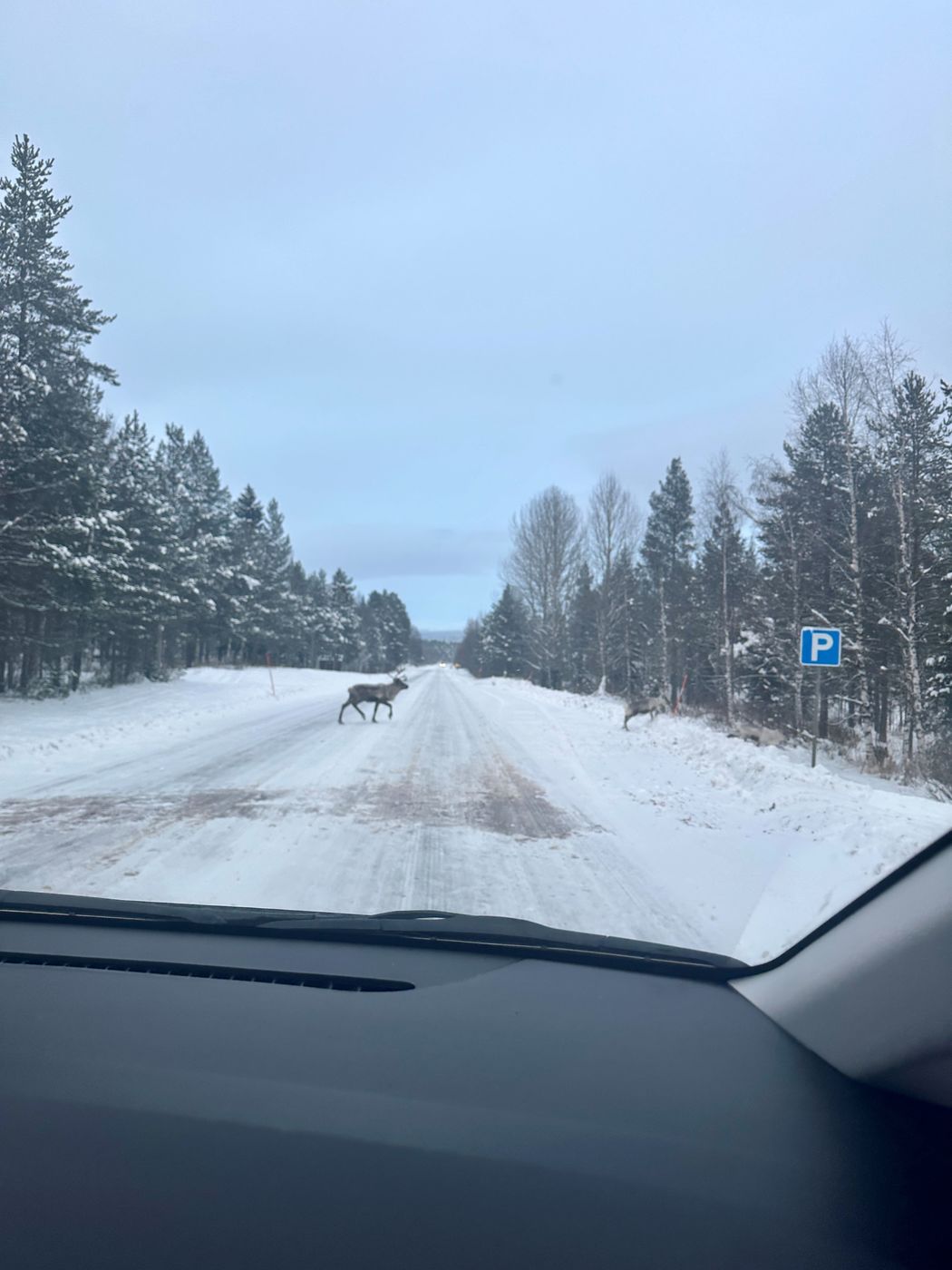 Põdrad. Tuuli Tomingas blogi