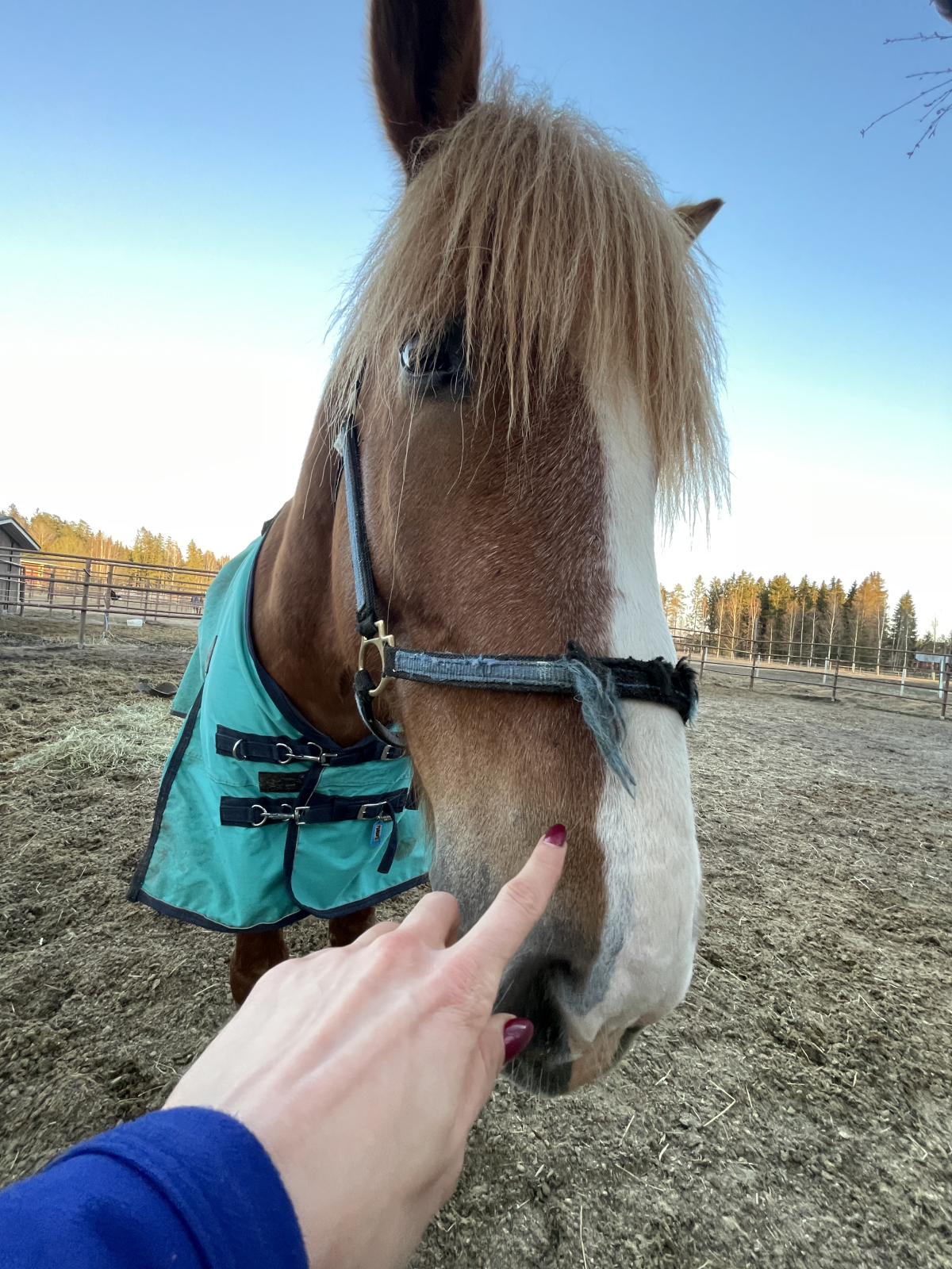 Tuuli Tomingas käis peale tööd hobuseid patsutamas_Tuuli blogi